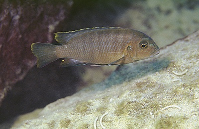 Maylandia nigrodorsalis 'Nkolongwe'